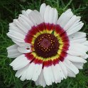 Chrysanthemum carinatum 'Oeil de Chouette' fleur